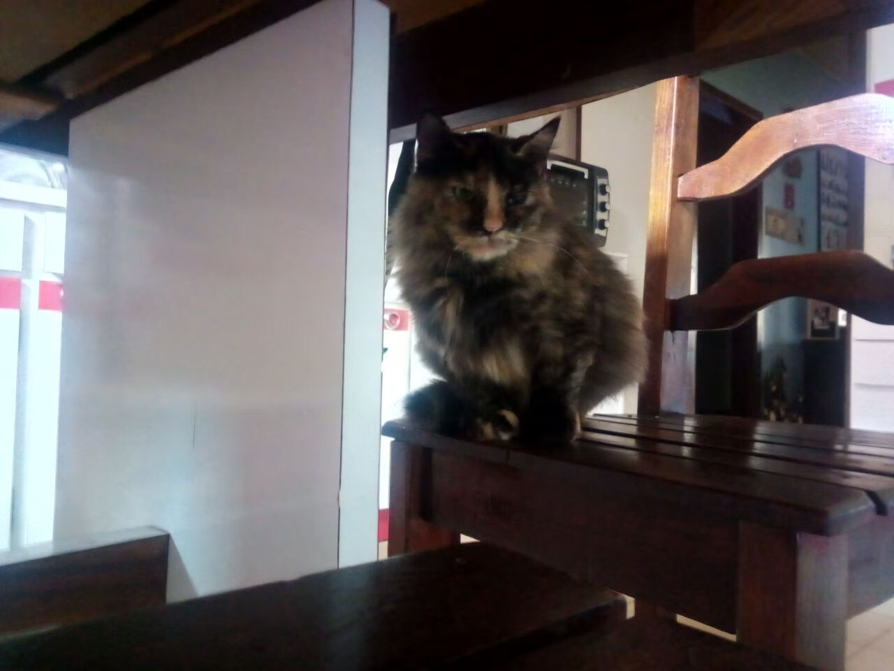 巨幕之下的魔术师，当努涅斯在勒沃库森对阵葡萄牙的星光下起舞