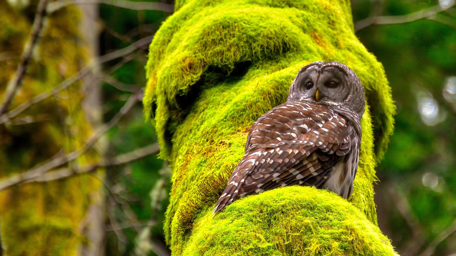 莫兰特山,生命无法承受之重