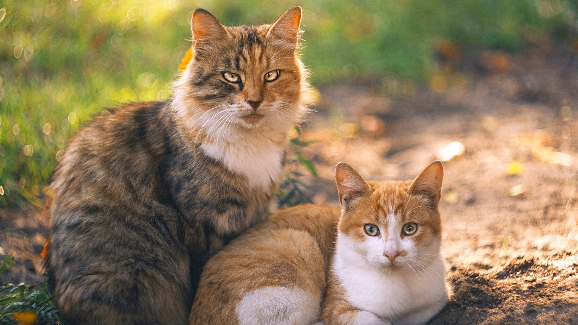 关键先生杰伦·格林，与一场被虚构的完美救赎