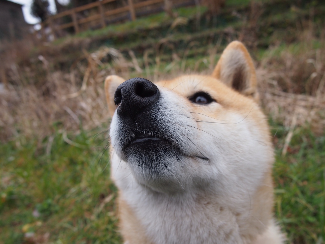 末节19分!福克斯单骑救主点燃生死战,骑士绝境突围雷霆